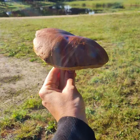 Luksusowy namiot Glampine